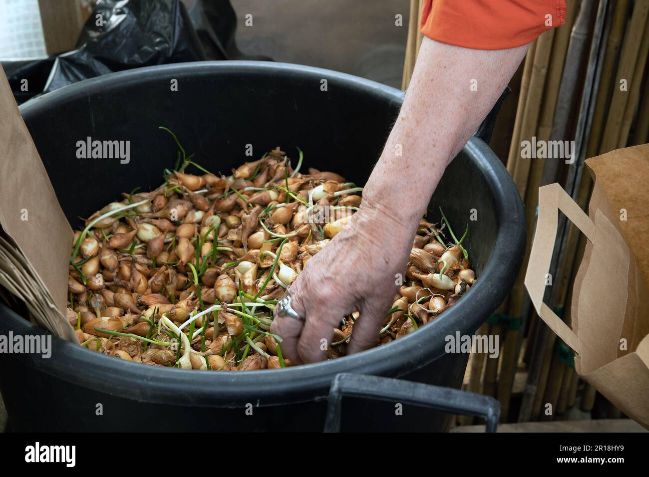 black bucket full of yellow onion heads ready for planting Stock Photo
