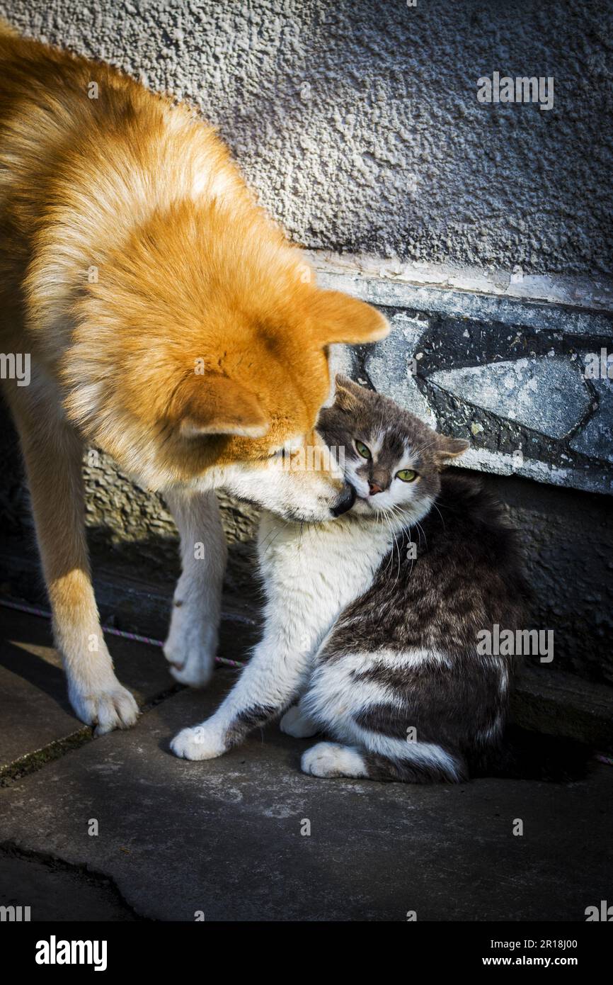 Dog attacks cat Stock Photo Alamy