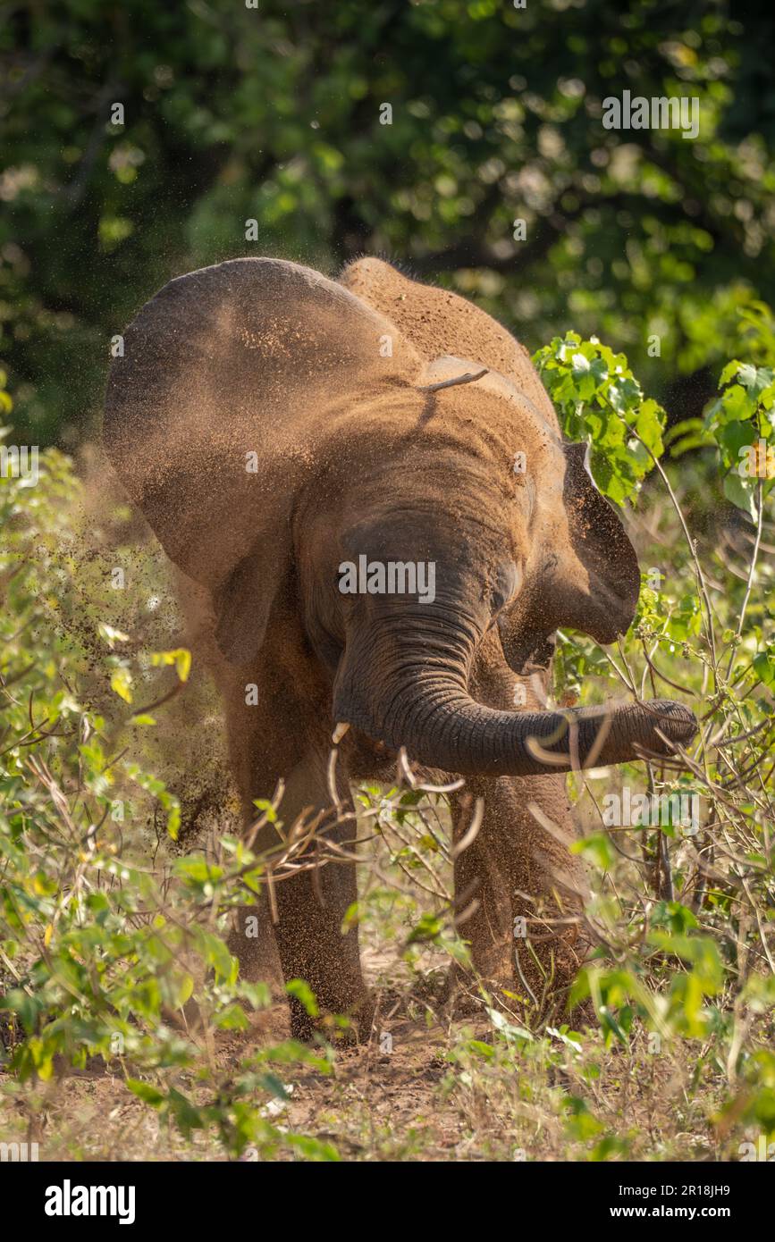 Young African elephant stands shaking soil away Stock Photo - Alamy