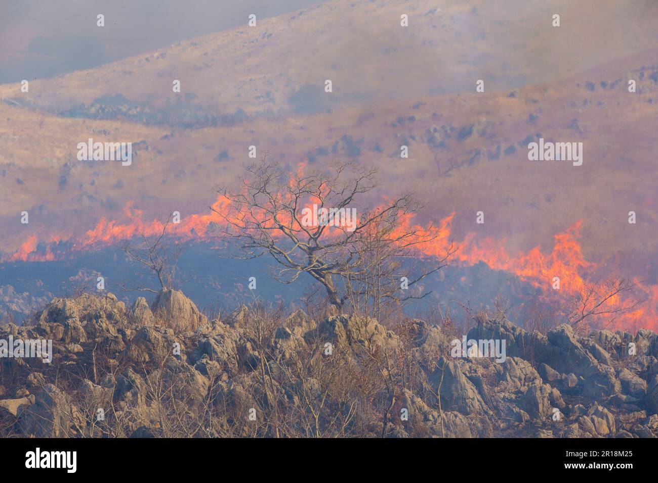 Akiyoshidai controlled burning of mountain Stock Photo Alamy