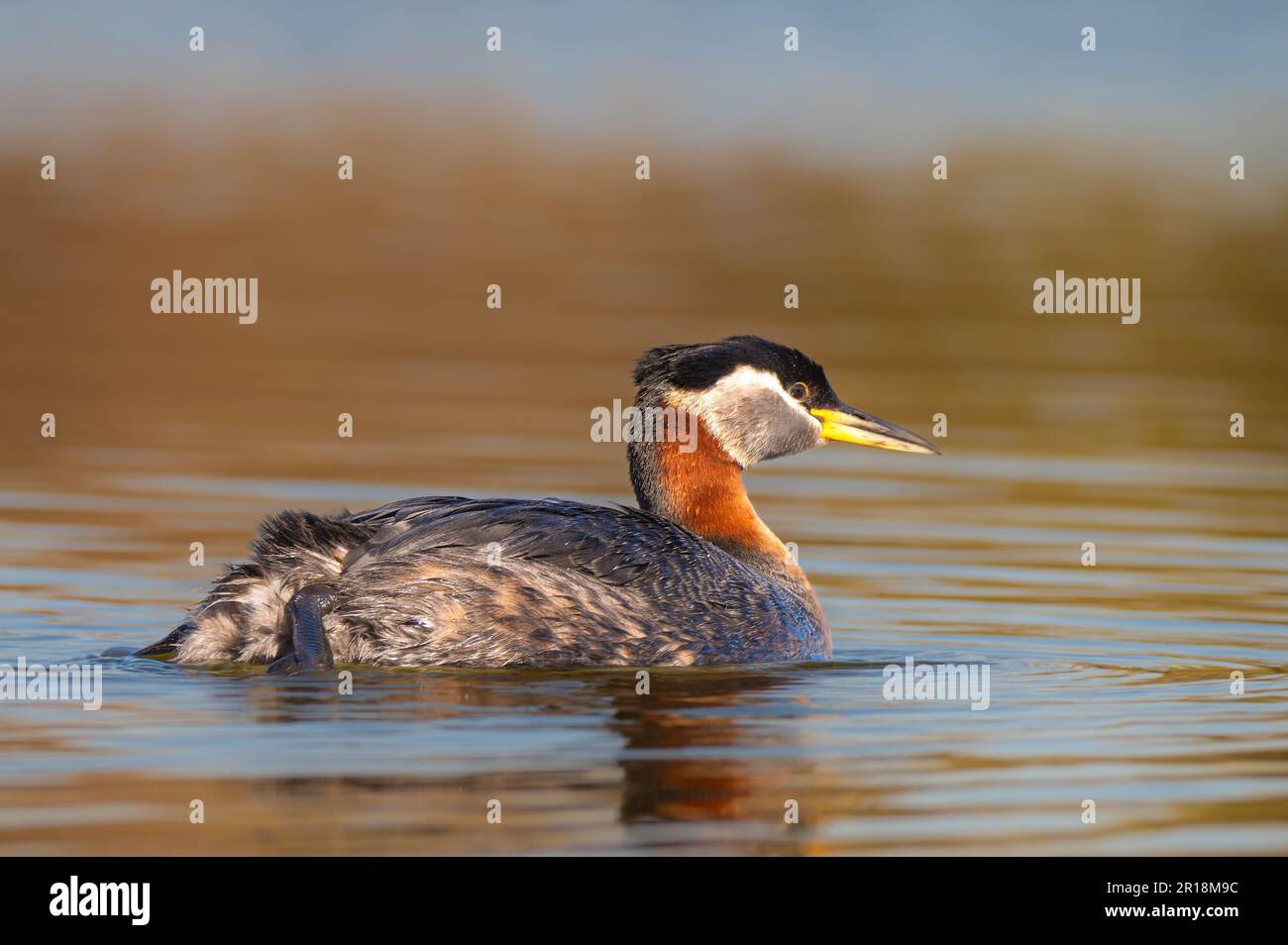 Close up grebe bird hi-res stock photography and images - Alamy