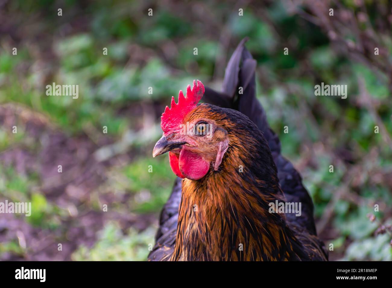 Close up on a cute black and brown bicolor chicken Stock Photo - Alamy