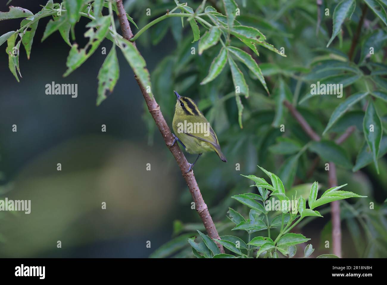 Mountain Leaf Warbler (Phylloscopus trivirgatus kinabaluensis) in Sabah