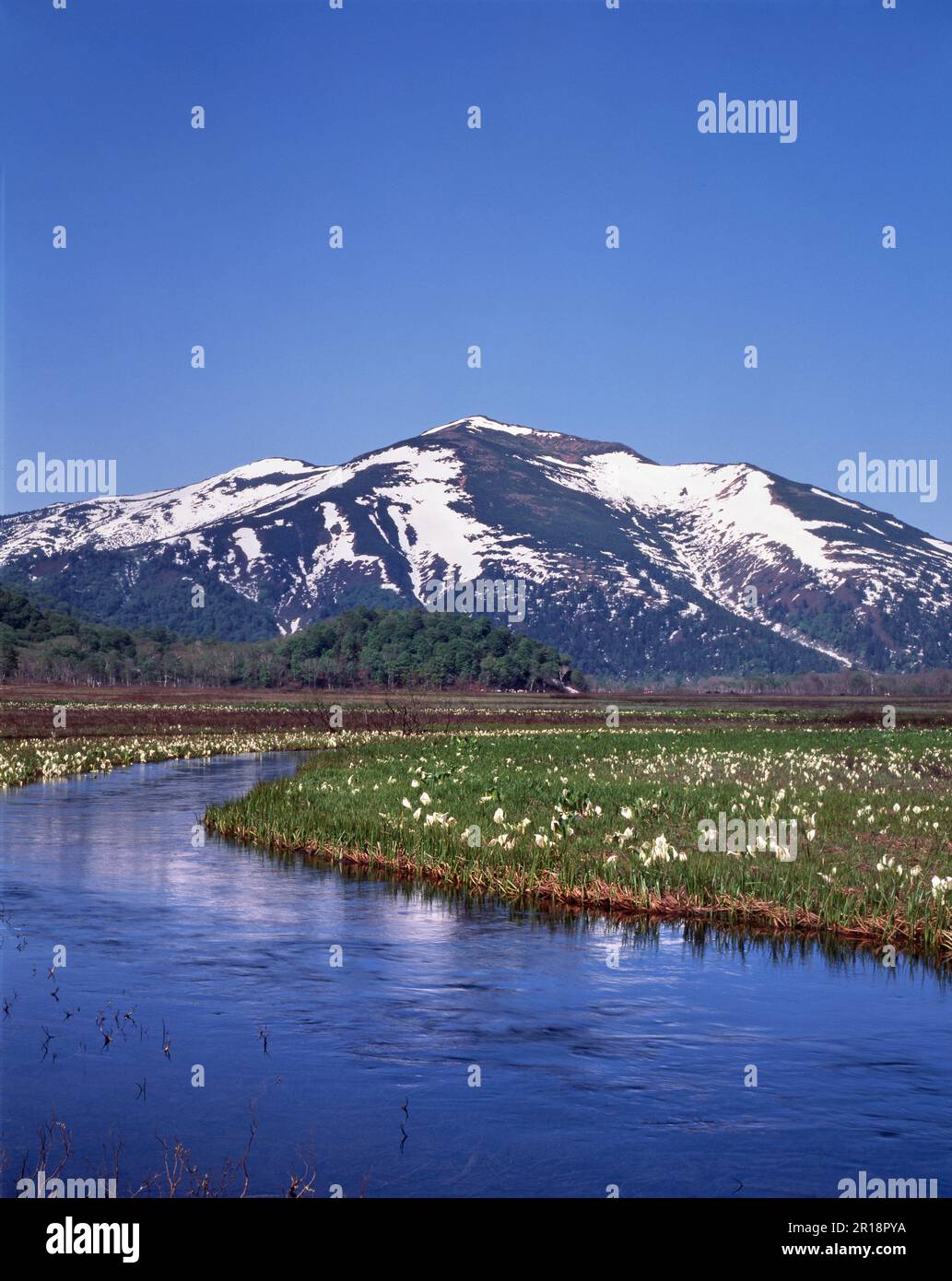 Asian skunk cabbage in Ozegahara and Mt. Shibutsu Stock Photo - Alamy