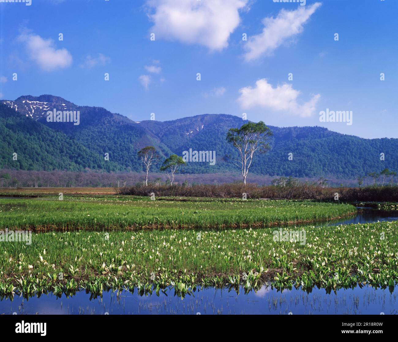 Asian skunk cabbage in Ozegahara Stock Photo Alamy