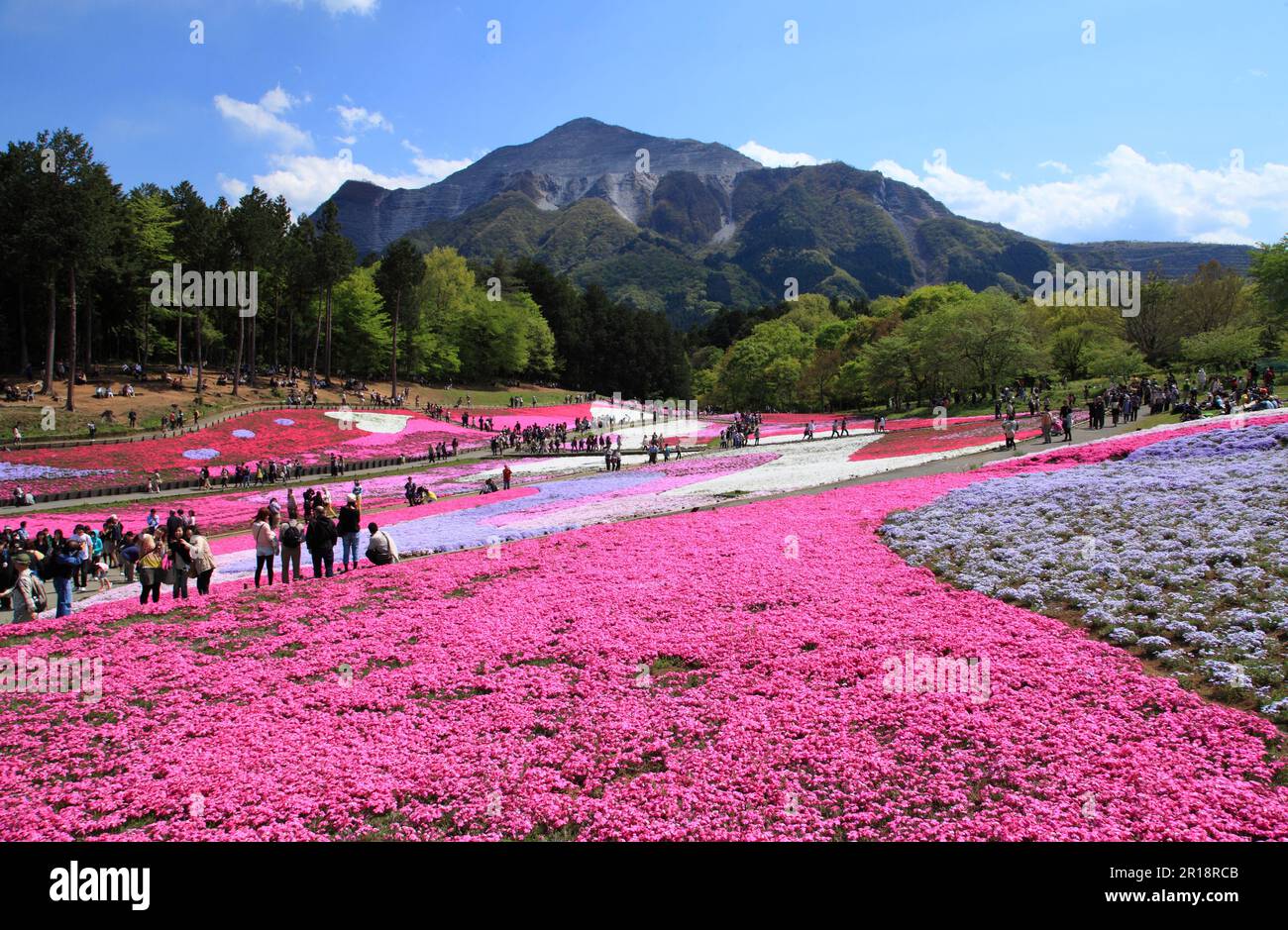 Hill of Garden pink and Mount Buko, Hitsujiyama Park Stock Photo - Alamy