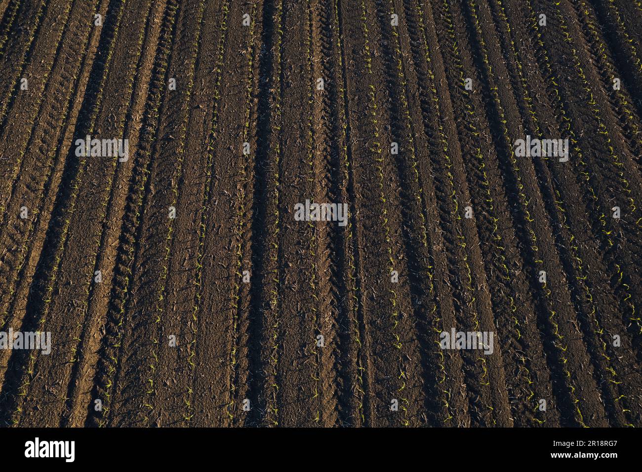 Aerial shot corn field hi-res stock photography and images - Alamy