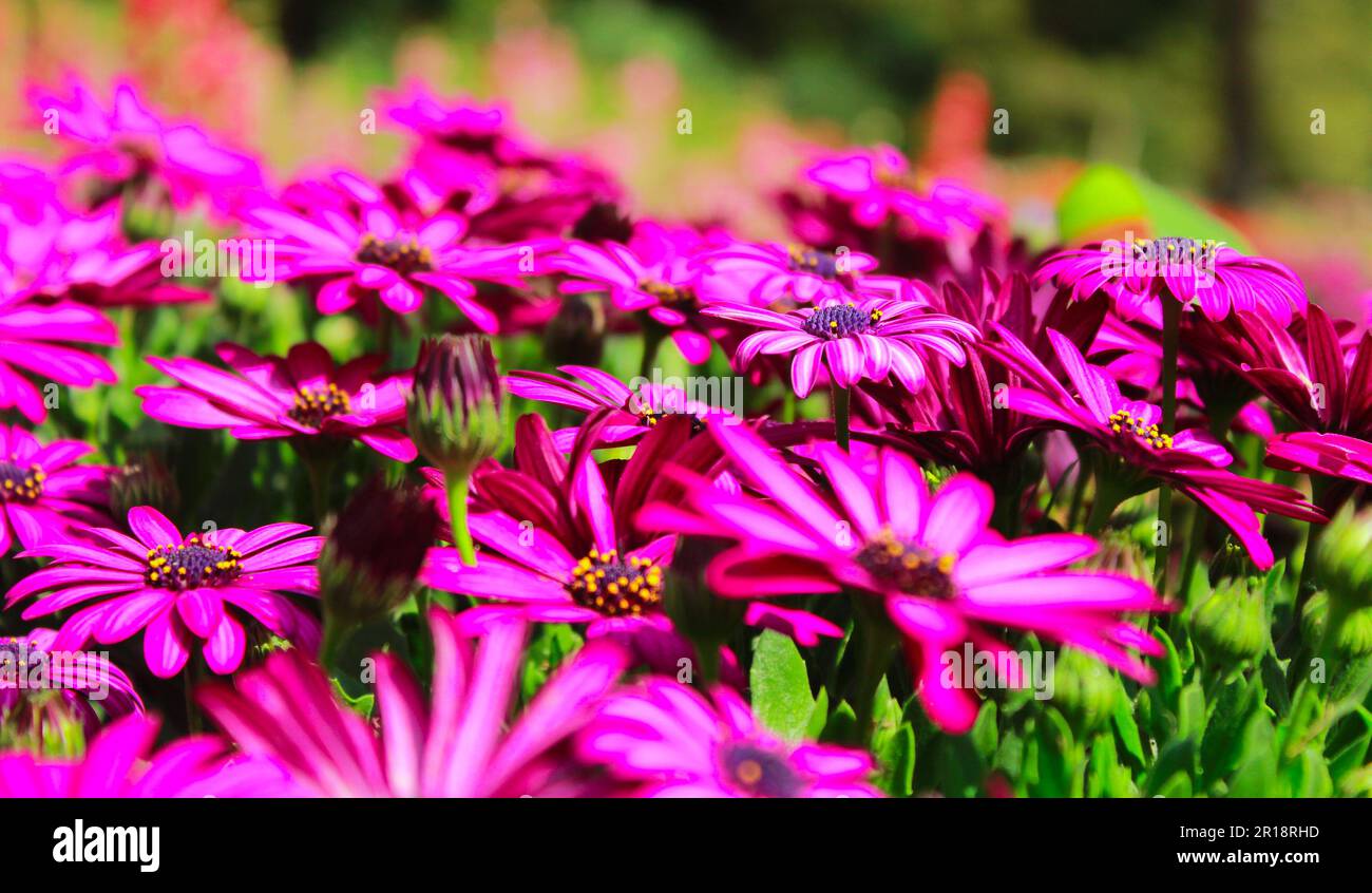 Beautiful flowerbed of Osteospermum spp. Soprano purple African Daisy Stock Photo