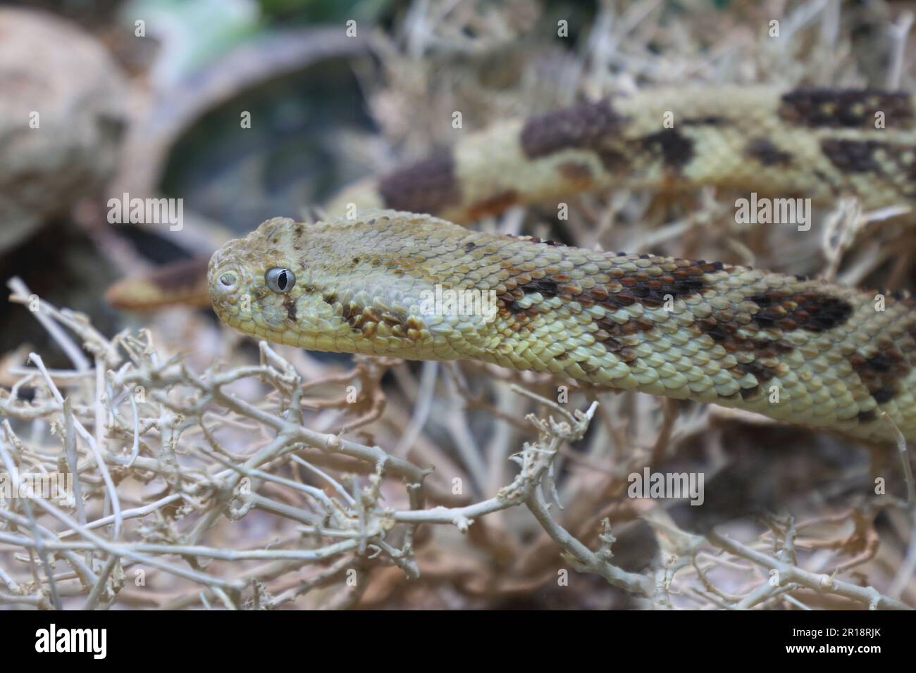 Puffotter / Puff adder / Bitis arietans Stock Photo - Alamy
