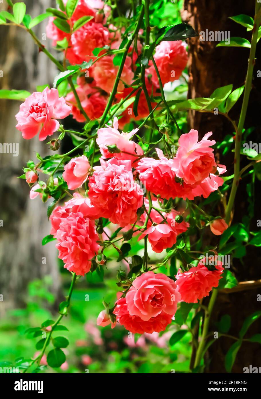 Climbing roses in blurred background. Beautiful garden roses Stock ...