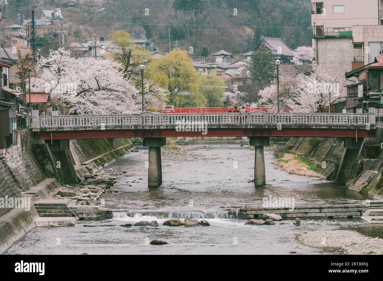 Sakura cherry blossom trees along both side of Miyagawa river in spring season Stock Photo