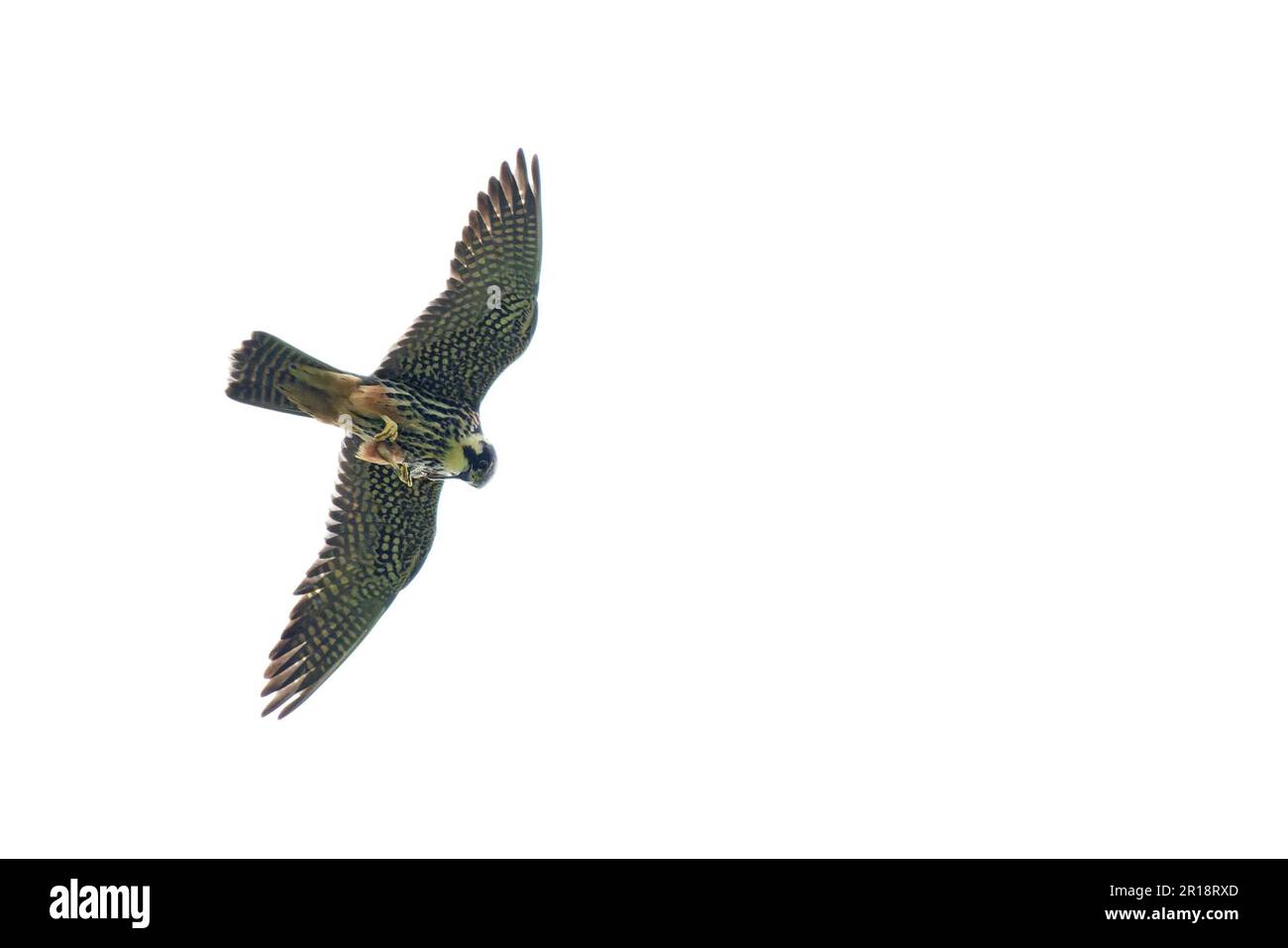 Hobby (Falco subbuteo) feeding on dragonfly Ludham Norfolk UK GB May 2023 Stock Photo