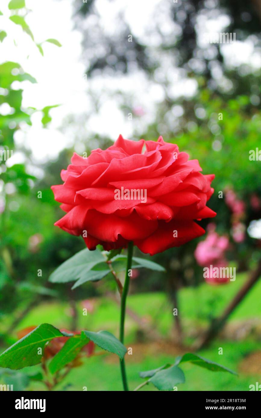 Close-up portrait shot of a beautiful red rose flower in a garden Stock Photo