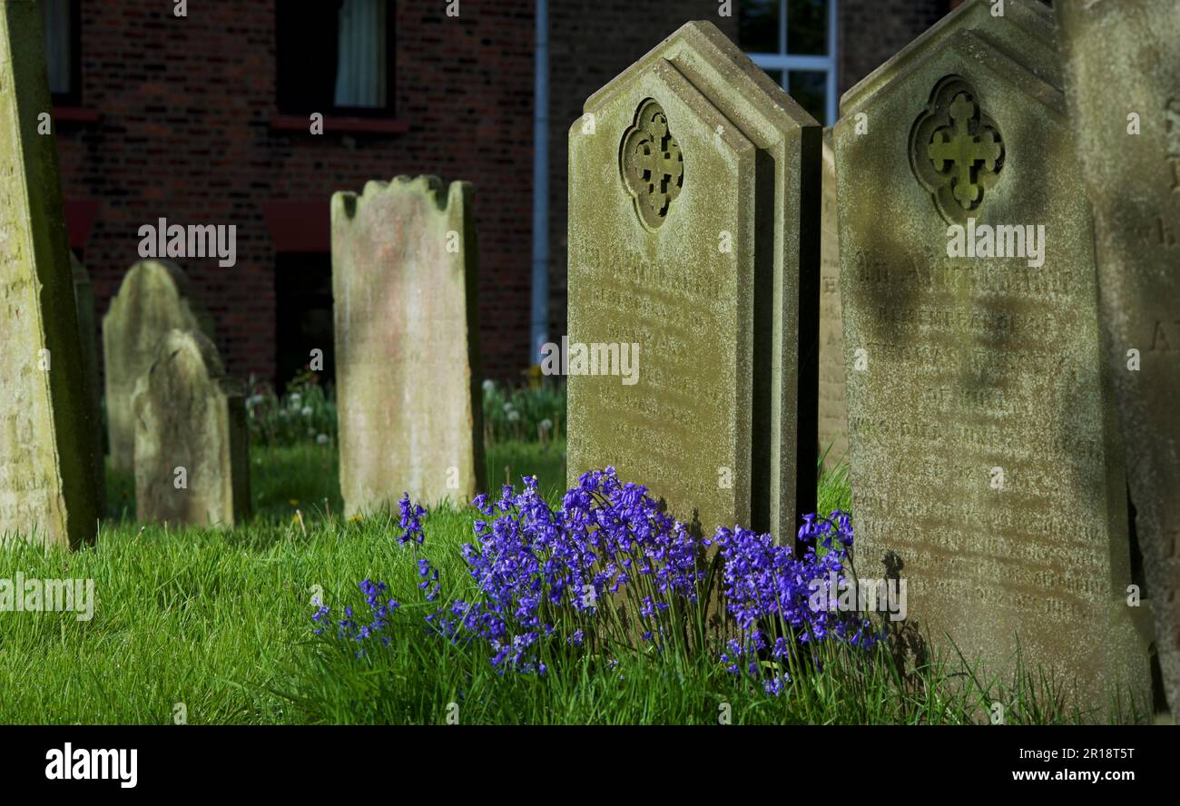 Gravestones and bluebells in the churchyard of All Saints Church, in