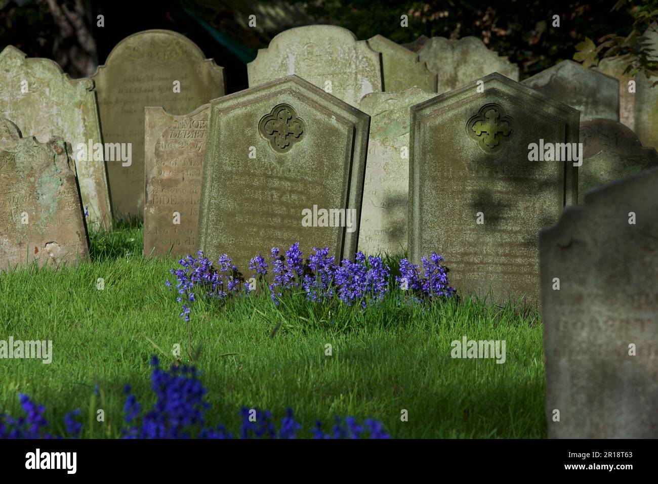 Gravestones and bluebells in the churchyard of All Saints Church, in