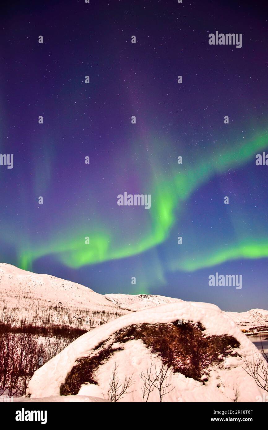 A vertical of Northern Lights illuminate the night sky above snowy ...