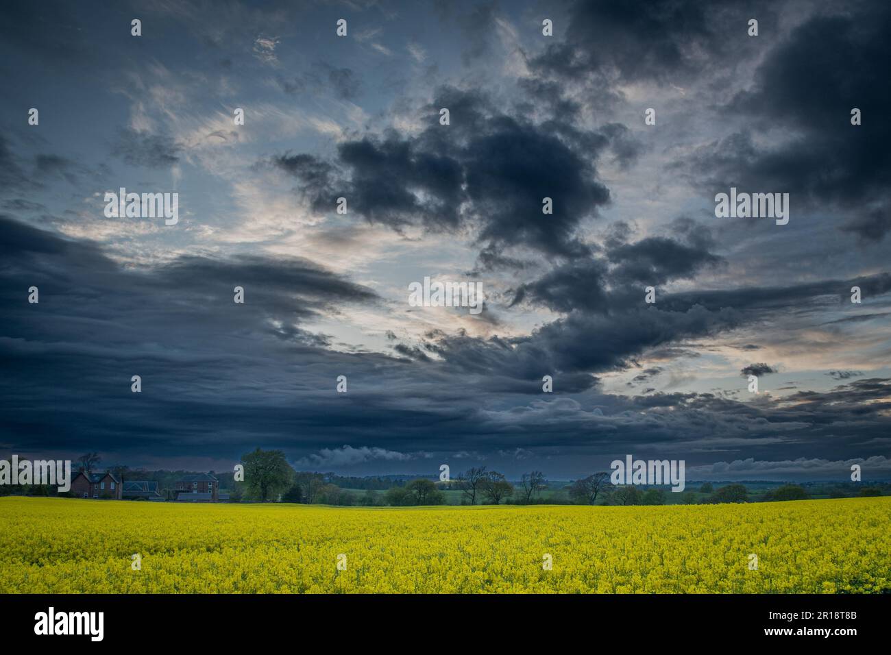 Eerie Grey Sunset Clouds Over A Rapeseed Field in West Lothian, Scotland Stock Photo