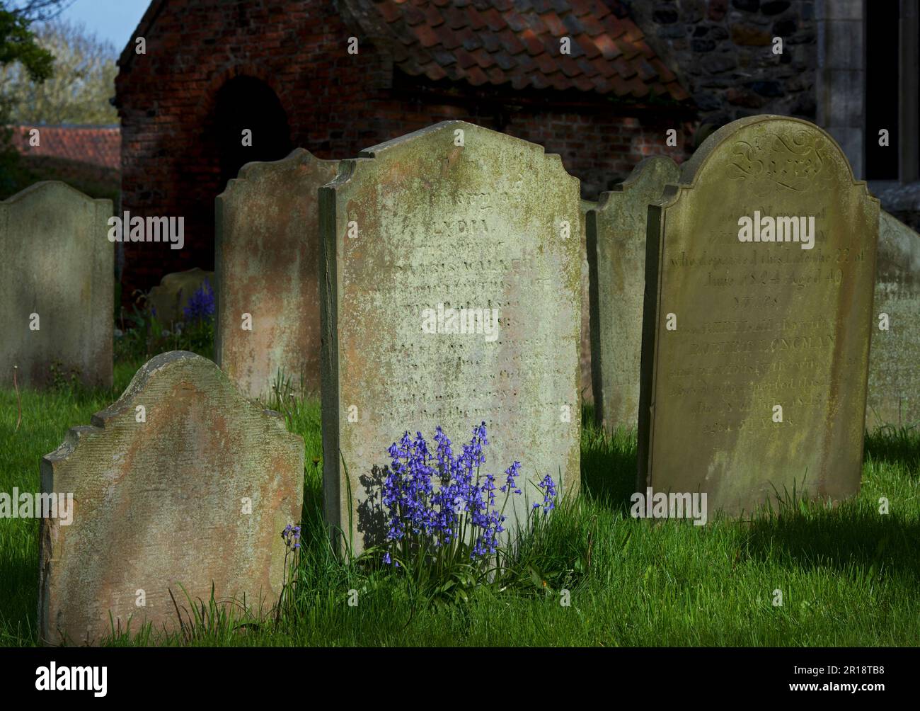 Gravestones and bluebells in the churchyard of All Saints Church, in