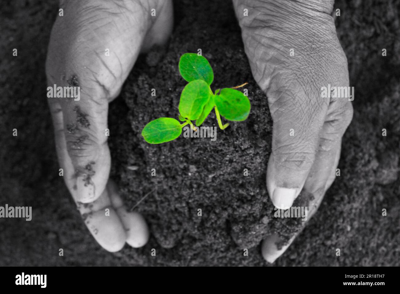 Hand holding new born plant Save trees for better world concept Stock