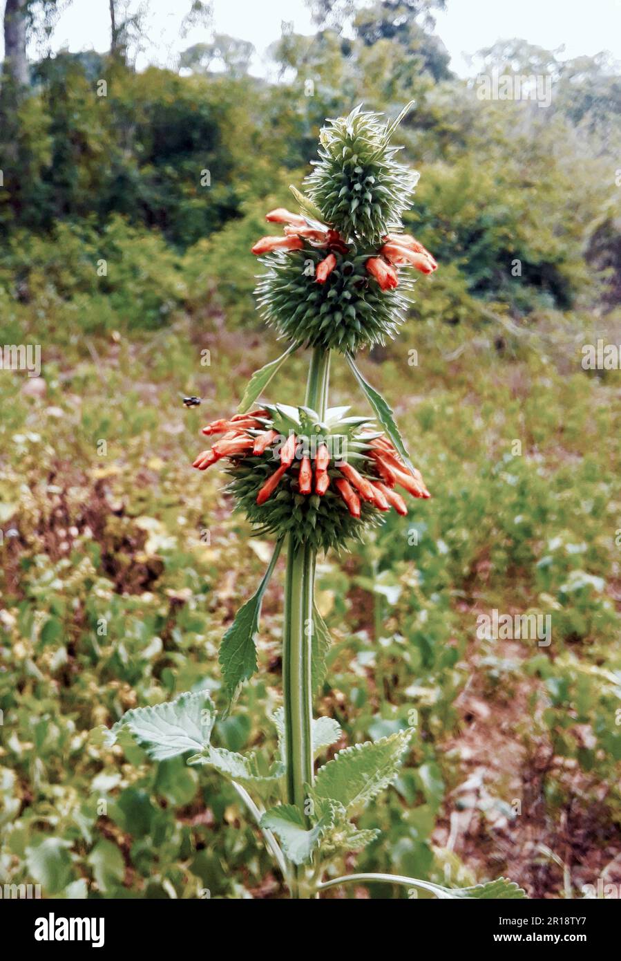 Orange color klip dagga (Leonotis nepetifolia) flower. Also known as Christmas candlestick or lion's ear. Stock Photo