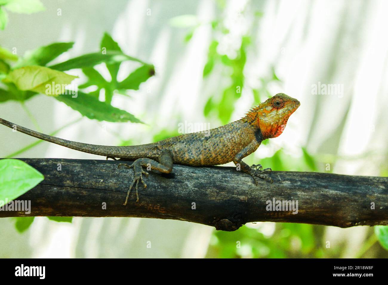 Endangered lizards hi-res stock photography and images - Alamy