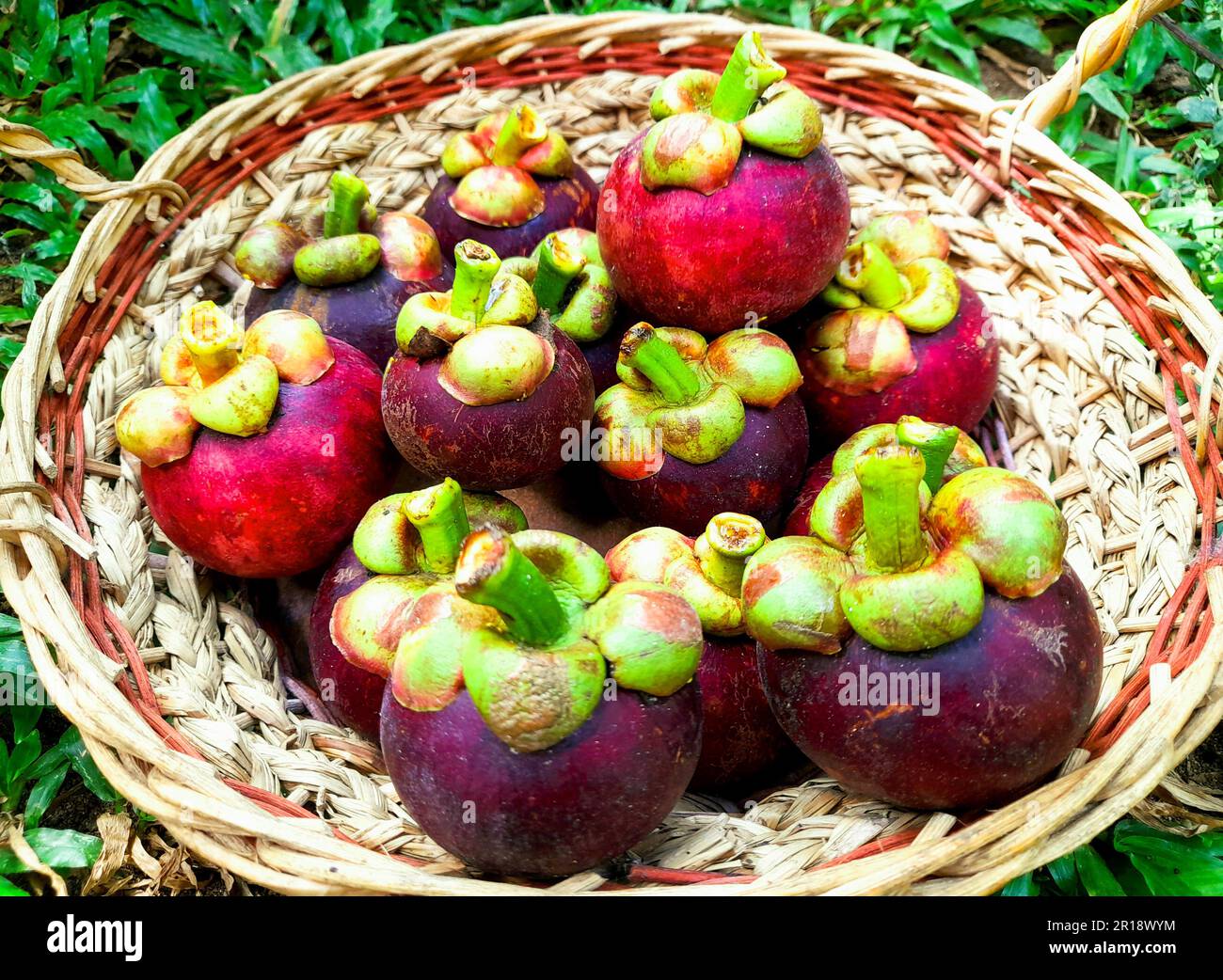 Fresh Mangosteen fruit in woven cane basket. Green grass background Stock Photo