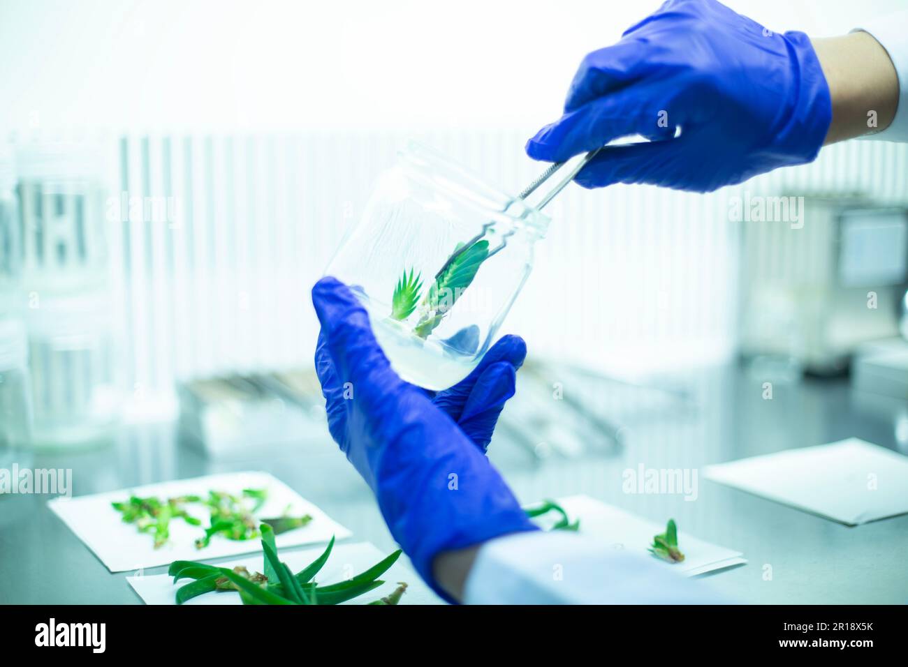 The scientist uses lab forceps to take a plant specimen from a glass