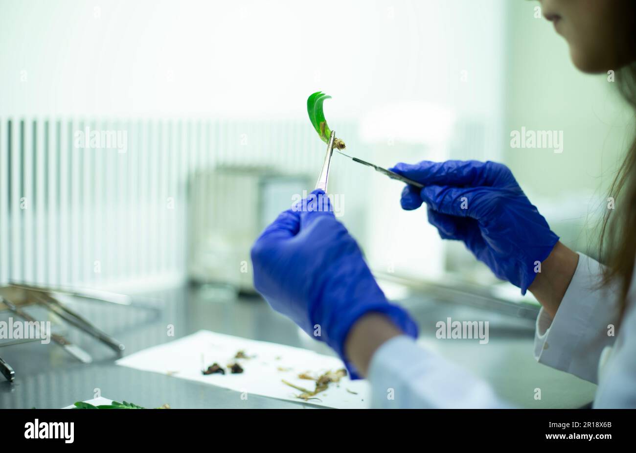 The scientist uses lab forceps and a scalpel to study a plant specimen