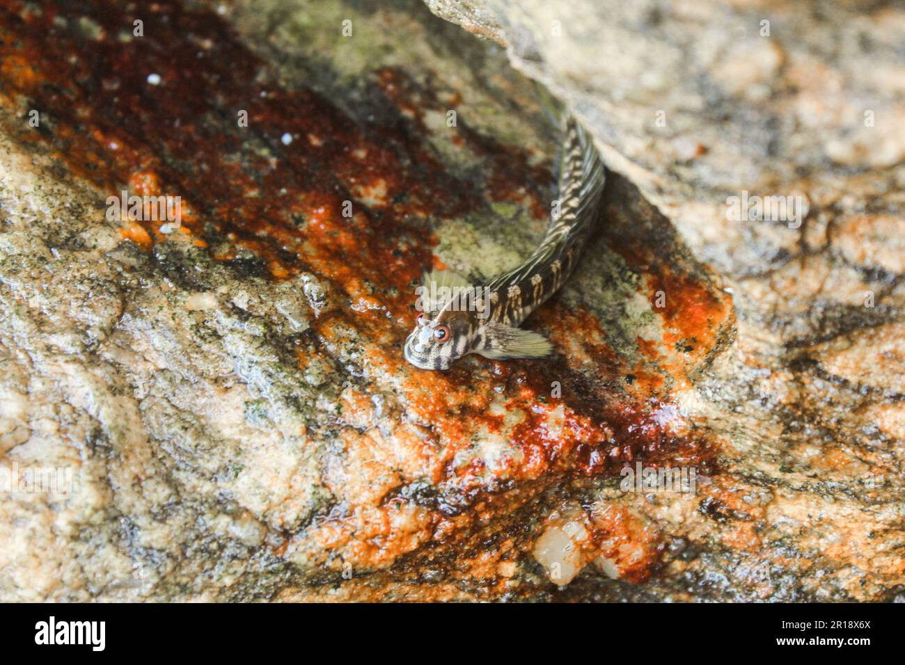 Leaping blenny (Alticus saliens) fish resting on a rock Stock Photo