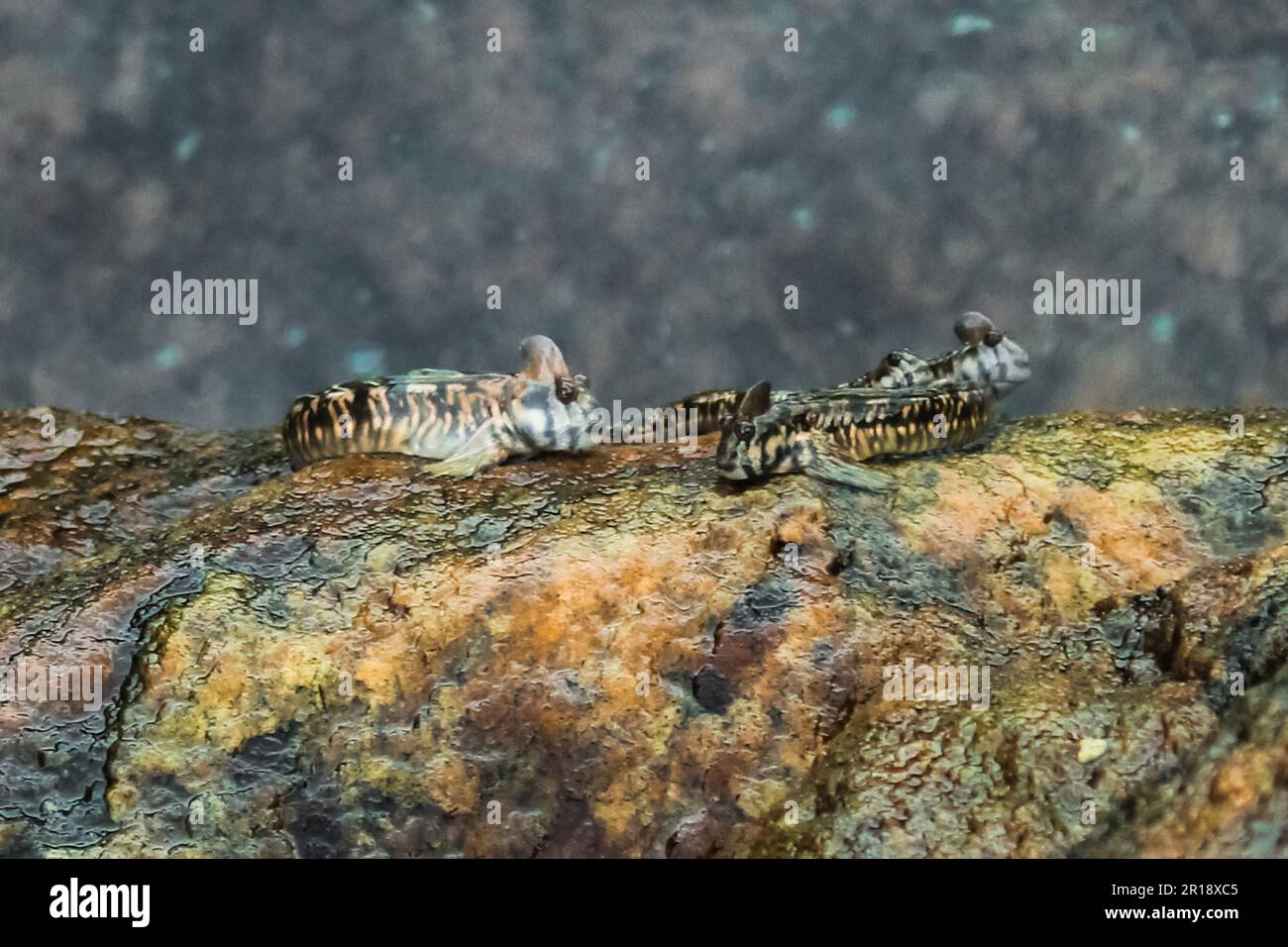 A group of Leaping blenny (Alticus saliens) fish resting on a rock Stock Photo