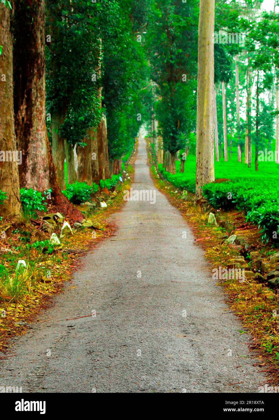 Straight garden path hi-res stock photography and images - Alamy
