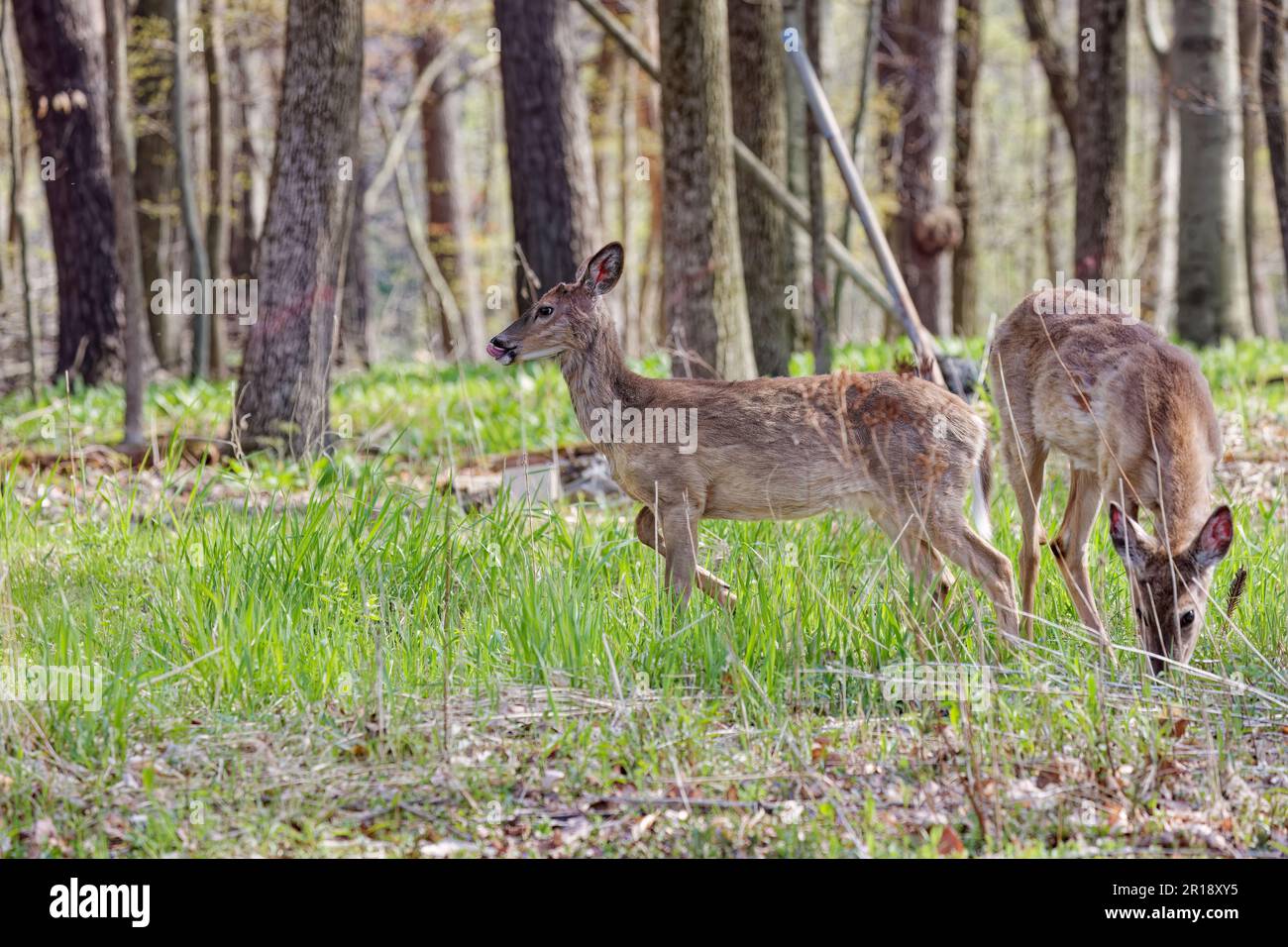 Coat changing to summer coat hires stock photography and images Alamy