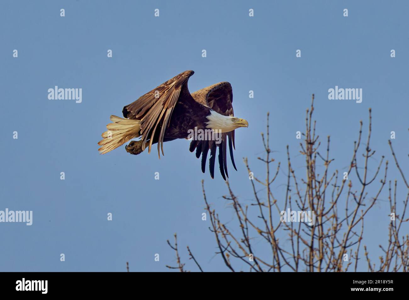 The Bald eagle (Haliaeetus leucocephalus) in flight Stock Photo - Alamy