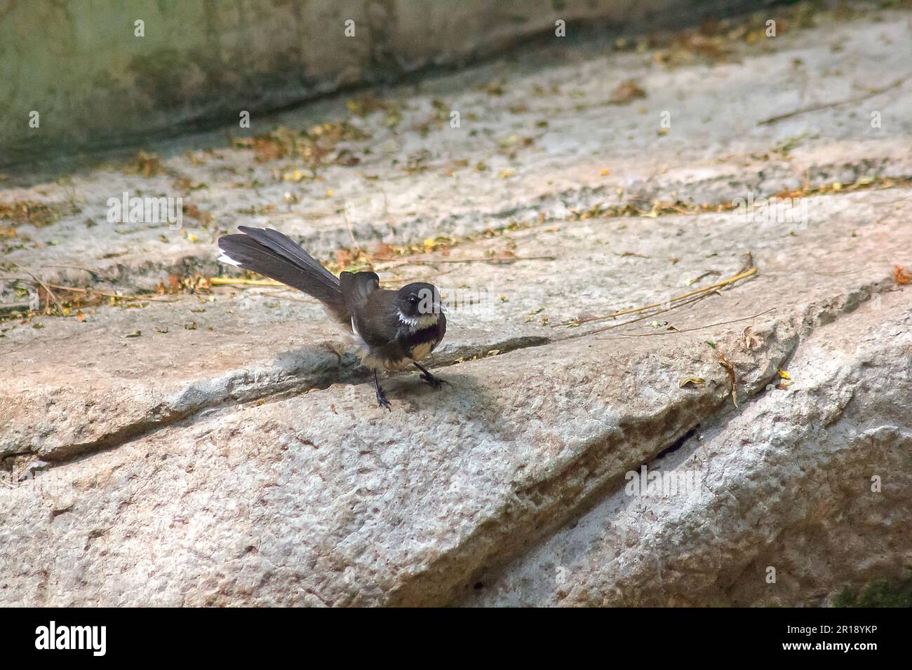 Copsychus saularis on ground Stock Photo