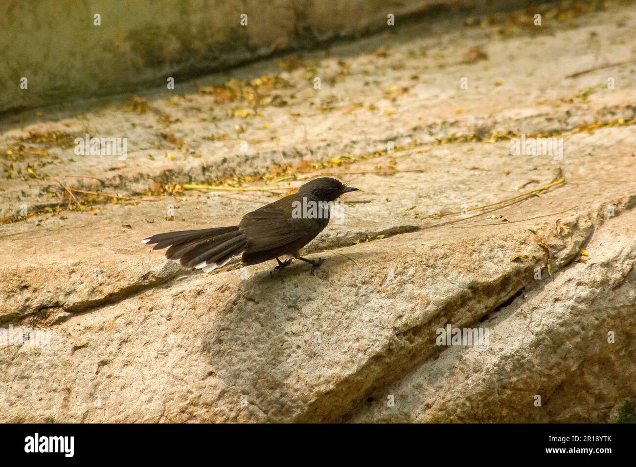 Copsychus saularis on ground Stock Photo