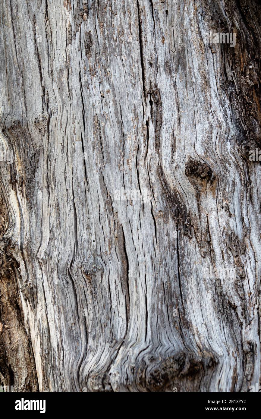 texture of tree without bark Stock Photo Alamy