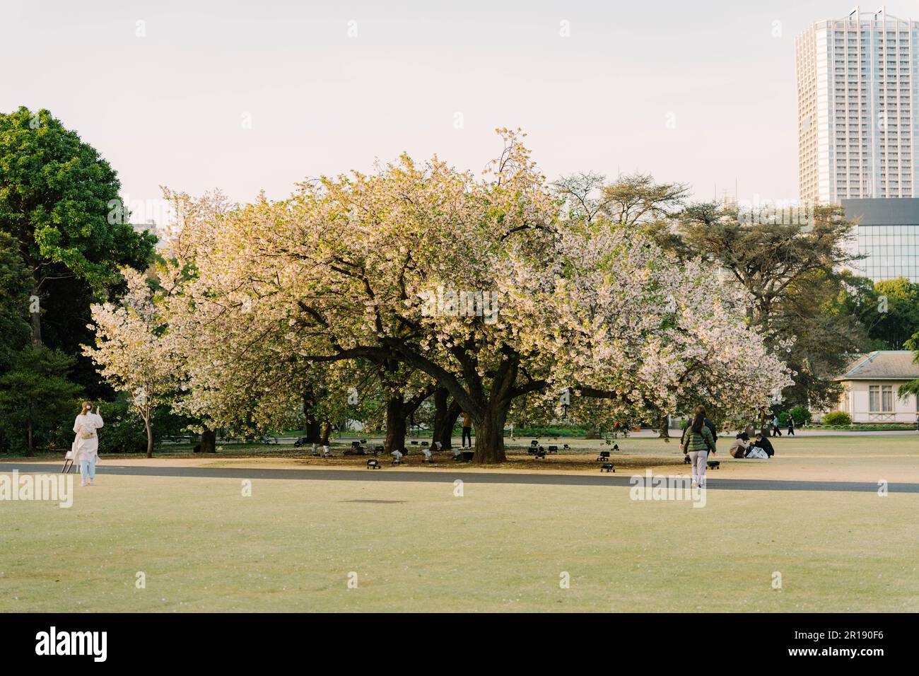 Shinjuku Gyoen National Garden. Tokyo. Japan Stock Photo - Alamy