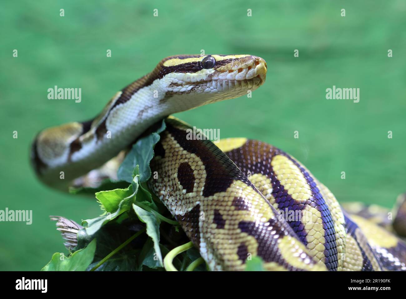 Königspython / Ball python or Royal python / Python regius Stock Photo