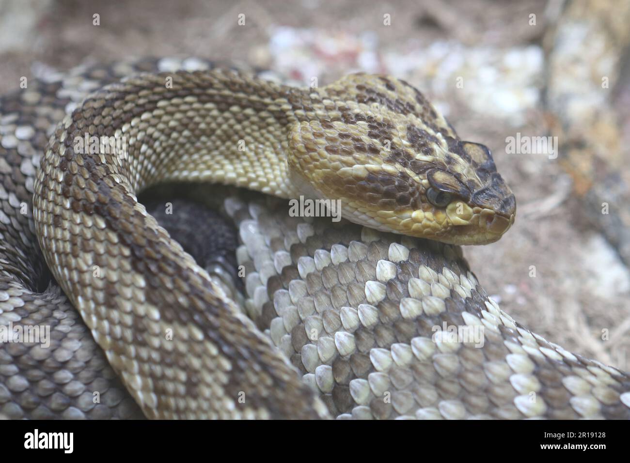 Oaxaca Schwarzschwanz-Klapperschlange / Oaxacan black-tailed rattlesnake  / Crotalus molossus oaxacus Stock Photo