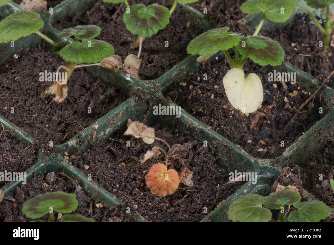 Damping off disease, caused by many possible soil-borne pathogens killing young seedling pelargoniums (Pelargomium zonalis) in seedd cells Stock Photo