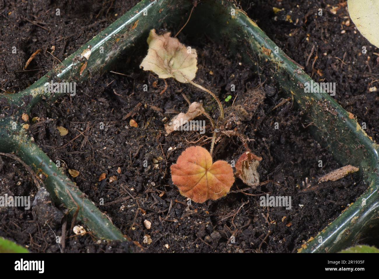 Damping off disease, caused by many possible soil-borne pathogens killing young seedling pelargoniums (Pelargomium zonalis) in seedd cells Stock Photo