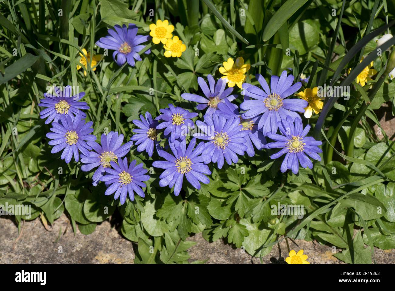 Blue Anemonoides blanda (Anemone blanda) flowers with yellow lesser celandines (Ficaria verna) flowers in a country garden in spring, Berkshire, April Stock Photo