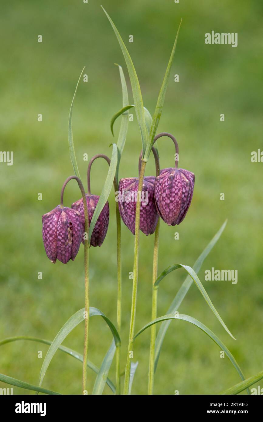 Snake's head fritillary (Fritillaria meleagris) drooping flower heads of bell-shaped chequered flowers on long stems with narrow leaves, Berkshire, Ap Stock Photo