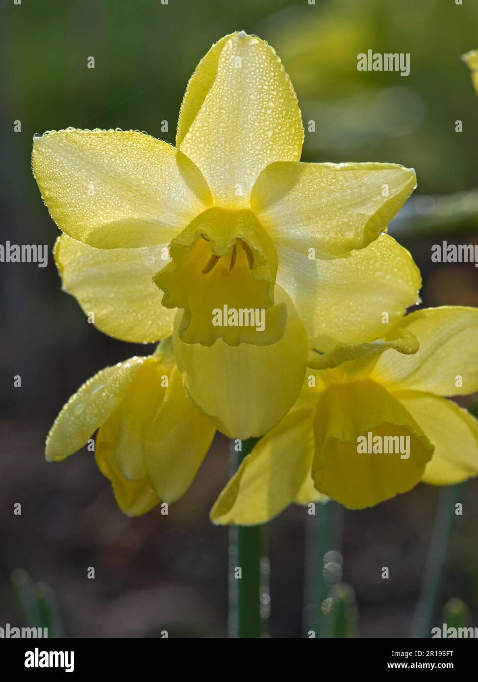 Narcissus jonquilla 'Pipit' lemon yellow backlit flowers with a paler almost white centre or corona in this spring garden daffodil, Berkshire, April Stock Photo