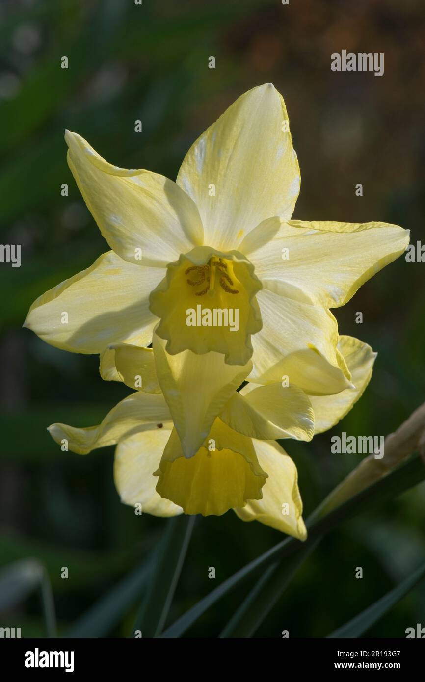 Narcissus jonquilla 'Pipit' lemon yellow backlit flowers with a paler almost white centre or corona in this spring garden daffodil, Berkshire, April Stock Photo