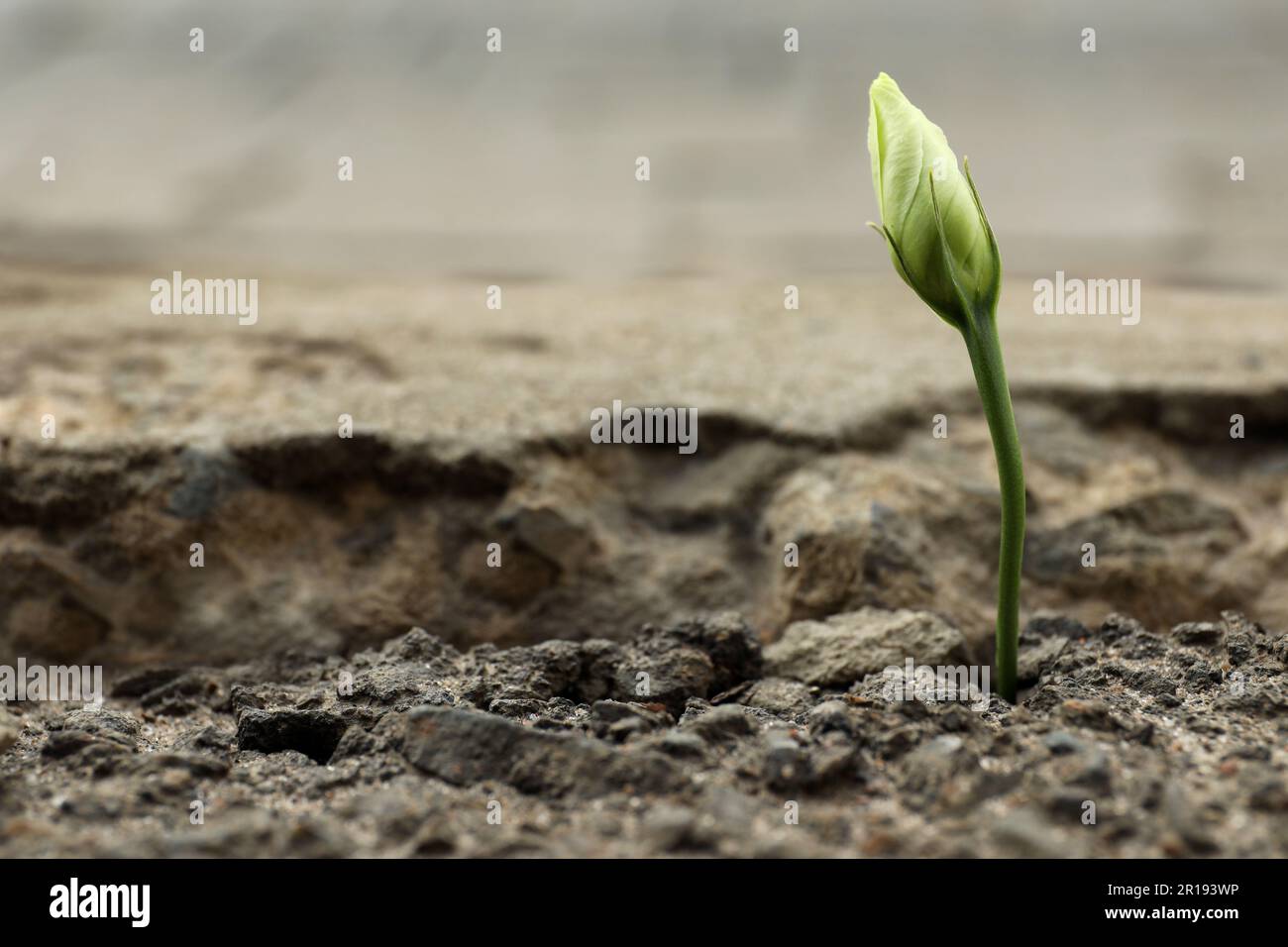 Beautiful flower growing in dry soil, space for text. Hope concept
