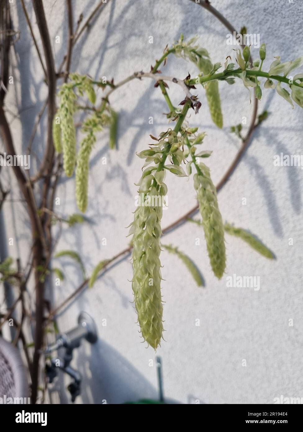 A closeup of a Salix udensis plant against a crisp white wall Stock Photo