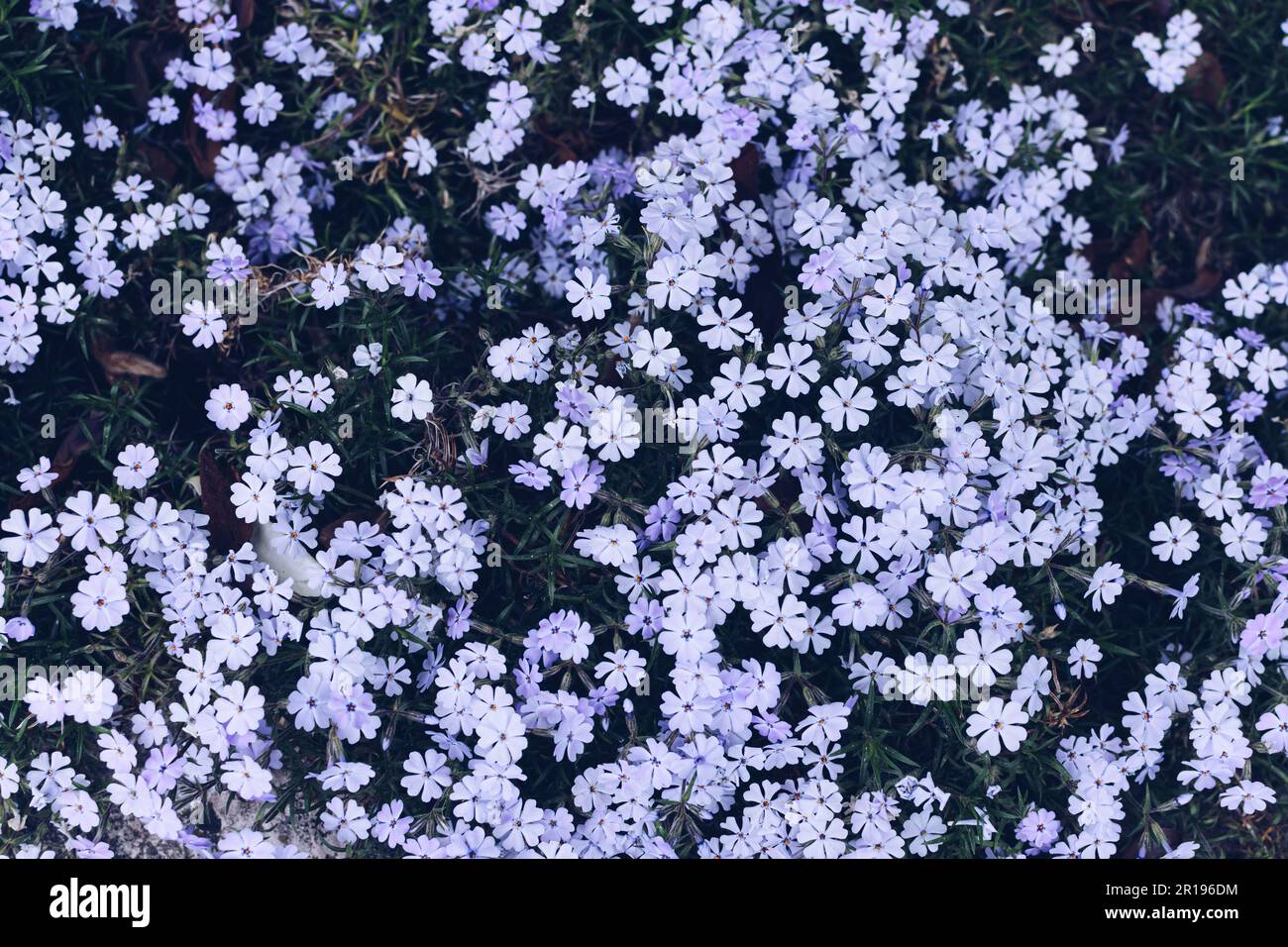 Beautiful flowers Phlox subulata in the garden. Emerald Cushion Blue. Lavender purple color. Stock Photo