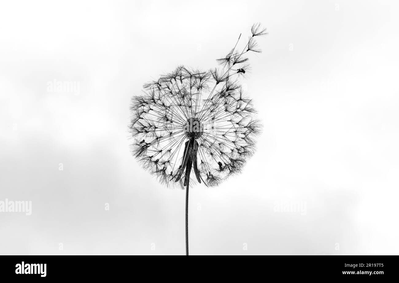 Dandelion field Black and White Stock Photos & Images - Alamy