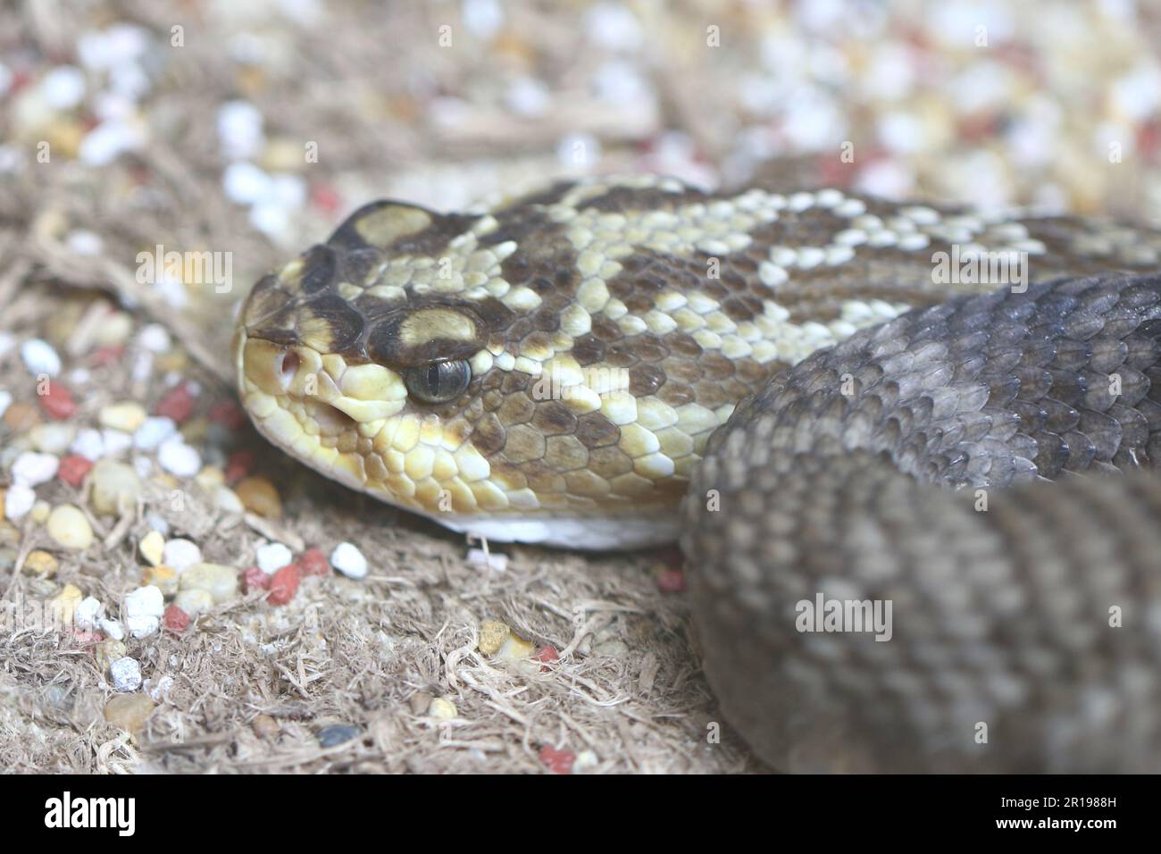 Oaxaca Schwarzschwanz-Klapperschlange / Oaxacan black-tailed rattlesnake  / Crotalus molossus oaxacus Stock Photo